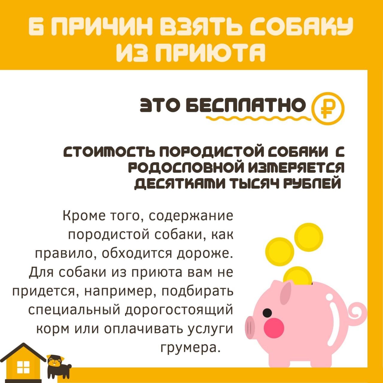 6 причин взять собаку из приюта