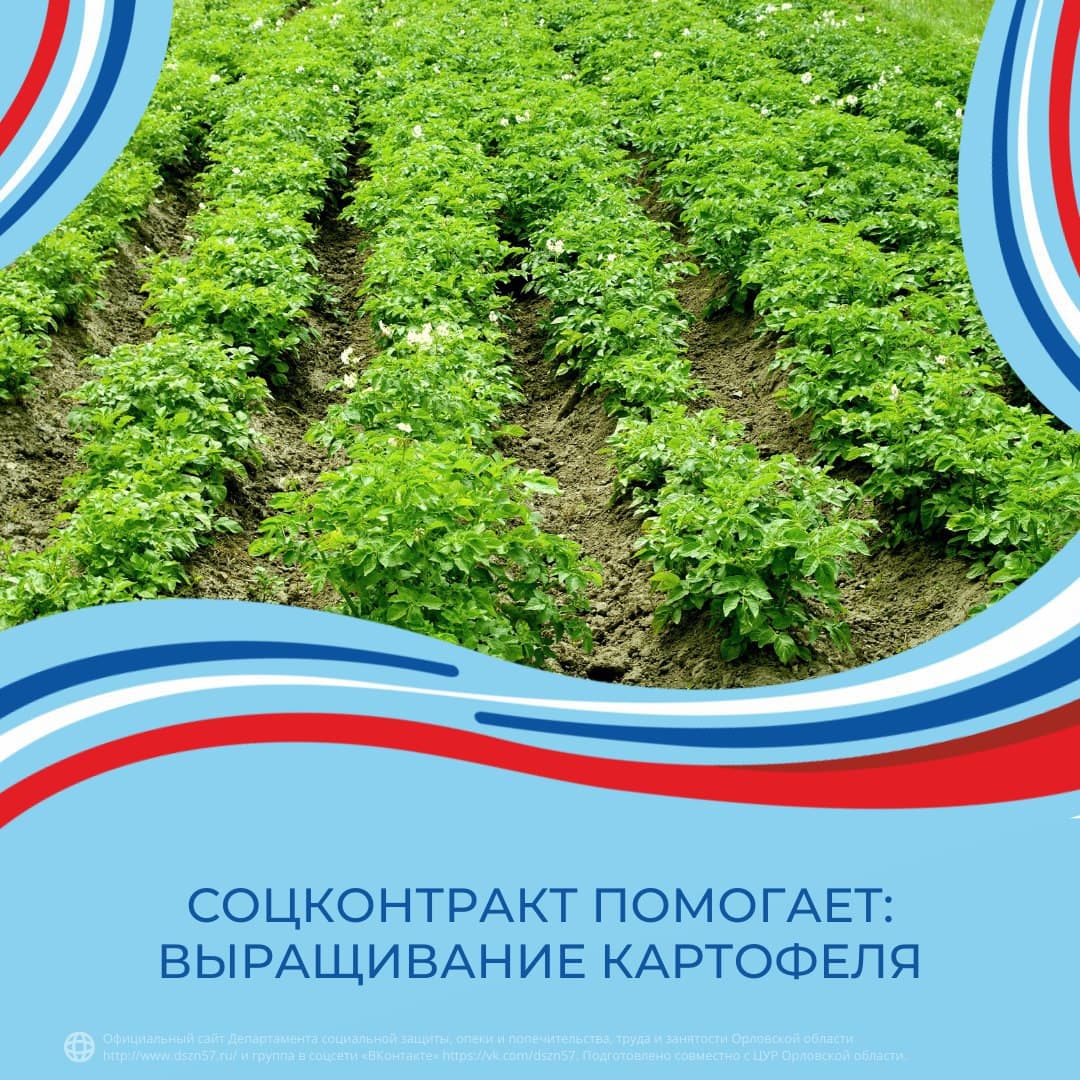 Соцконтракт помогает: выращивание картофеля Соцконтракт помогает: выращивание картофеля